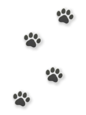 デコレーション 肉球 ４つセット WS-35 - 画像 (3)