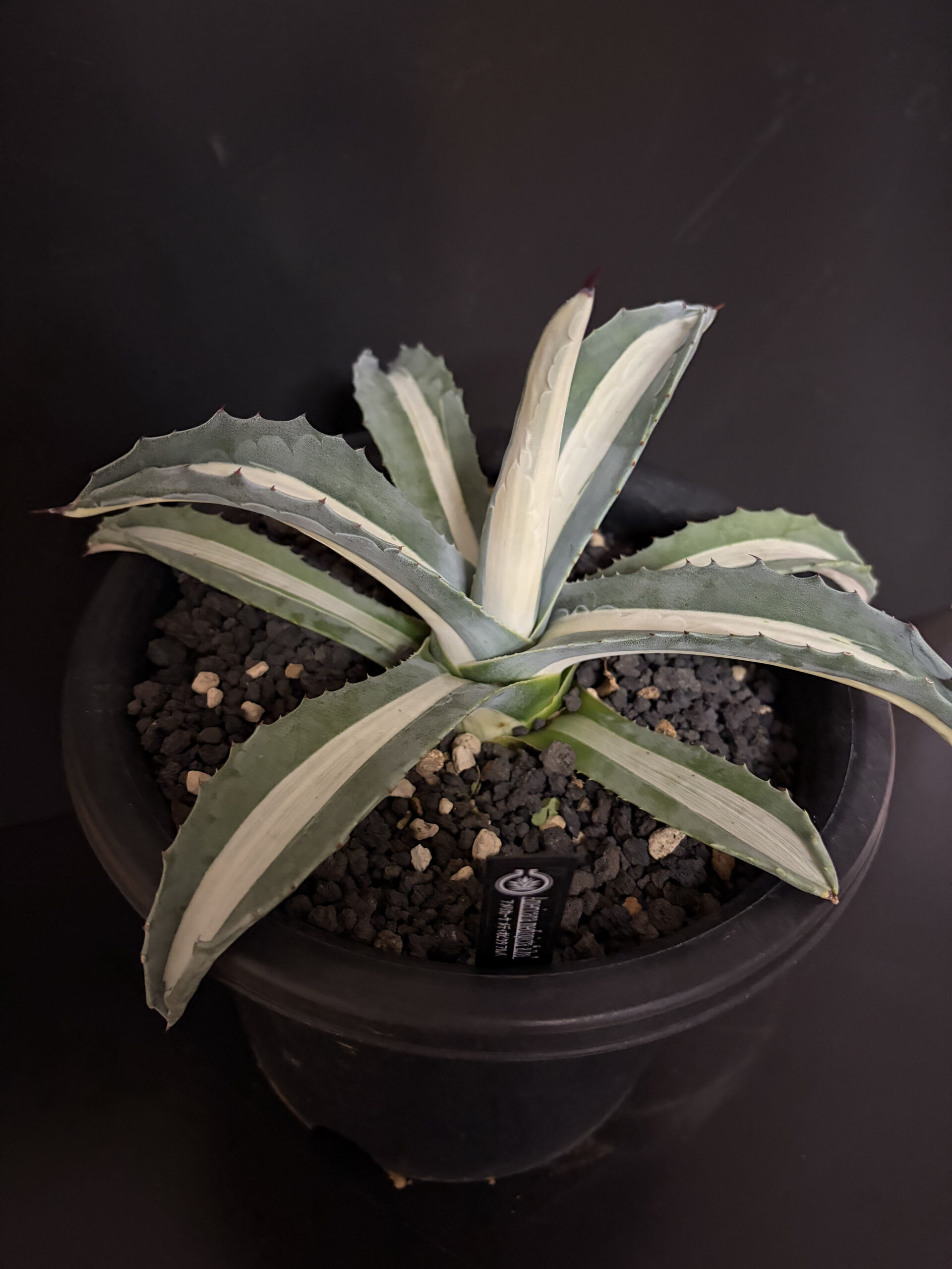 アメリカーナ メディオピクタ アルバ - 画像 (4)